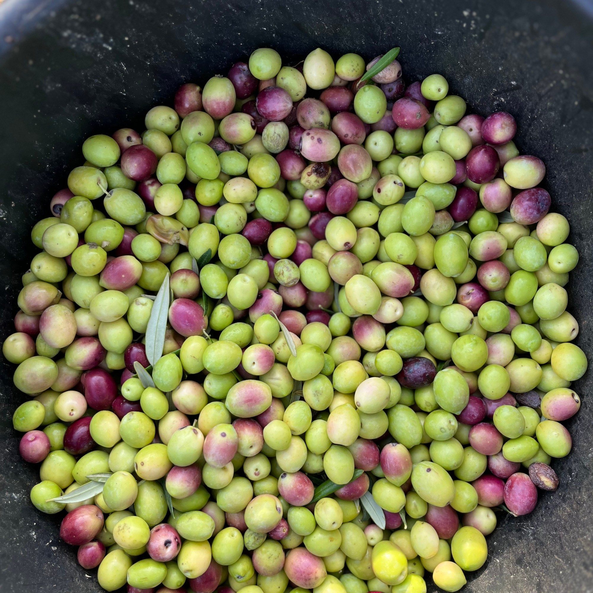 Olio Extravergine di Oliva Siciliano Monocultivar Nocellara del Belice – Raccolto 2025/26