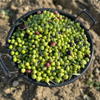 Huile d'olive extra vierge Sicilienne Monocultivar Nocellara del Belice – Récolte 2025/26