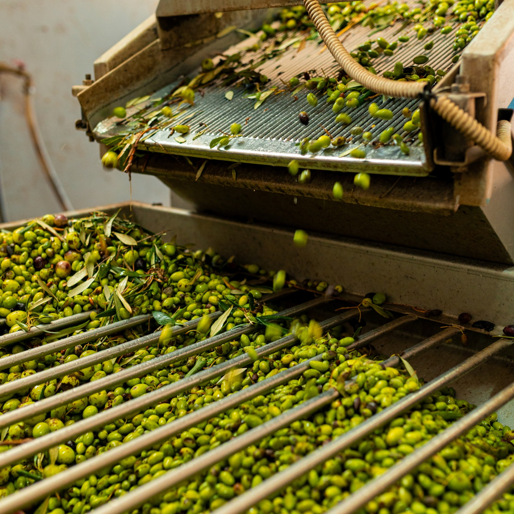Olio Extravergine di Oliva Siciliano Nocellara del Belice – Raccolta 2026/27